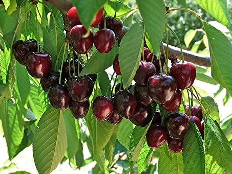 arbol cerezas